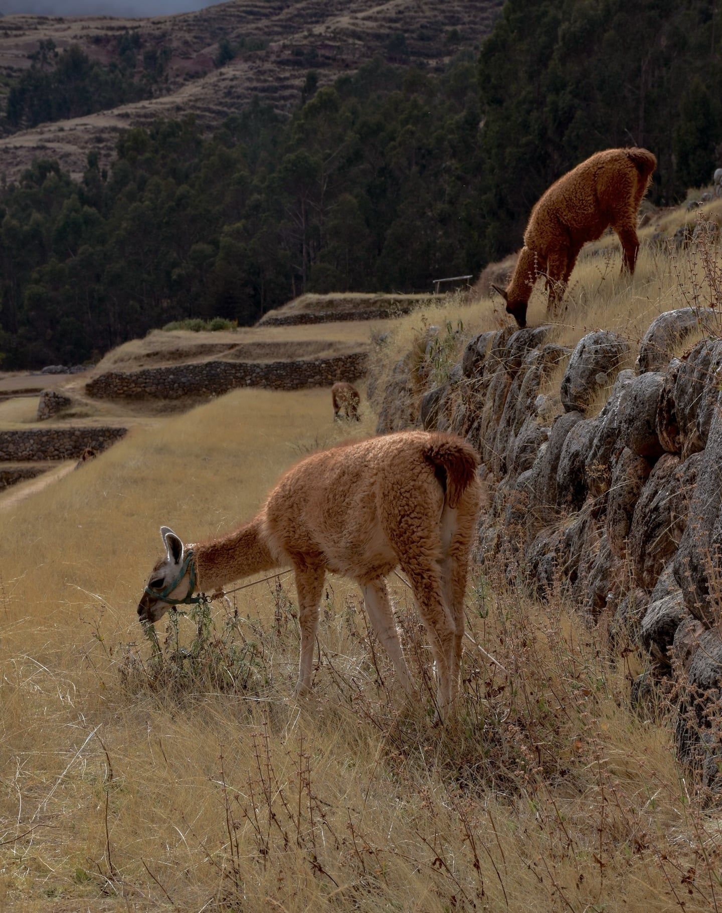 Sacred Valley view